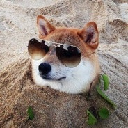 user avatar image for Noodles