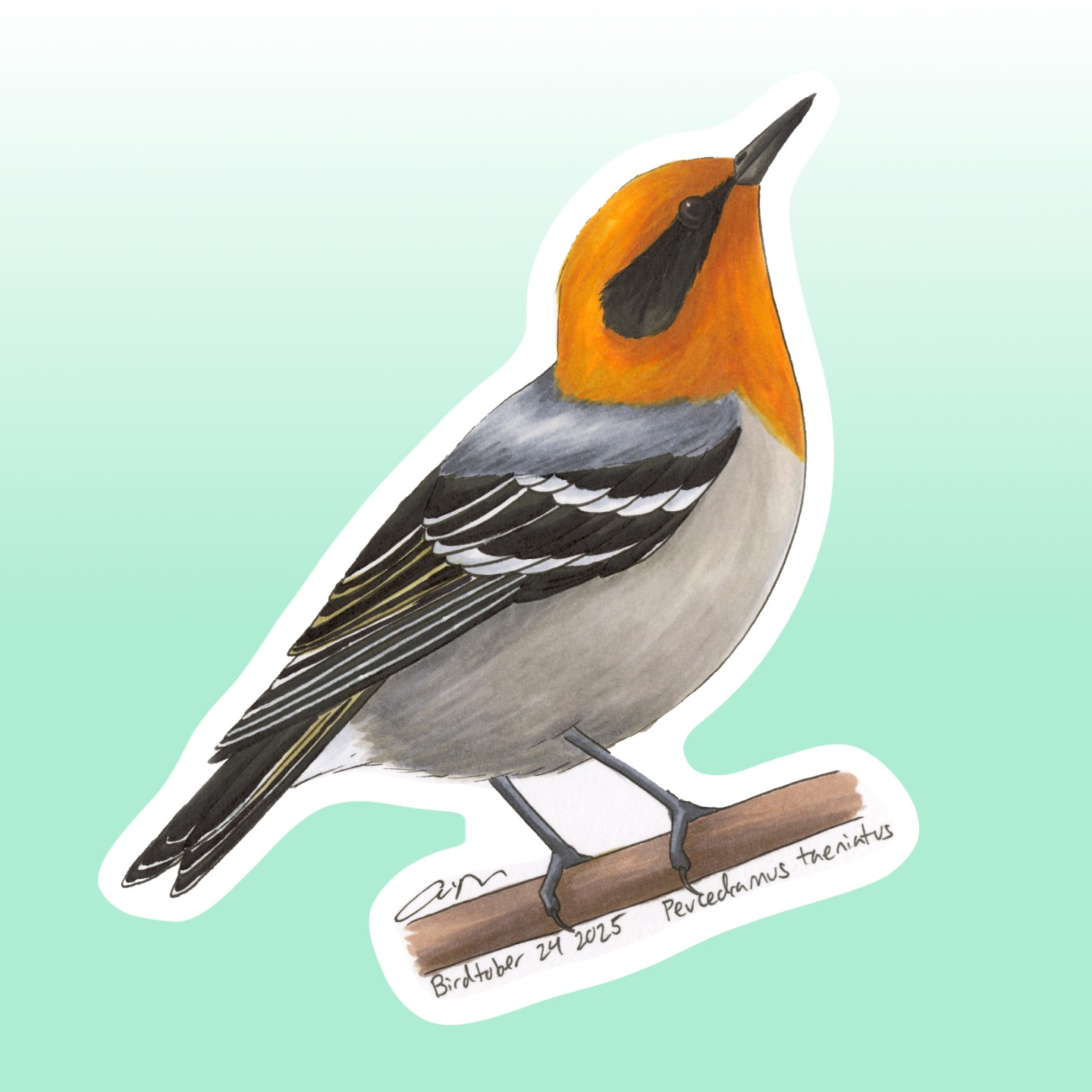 Olive Warbler