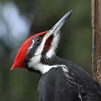Pileated Woodpecker