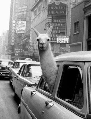 user avatar image for Passeriform