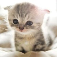 user avatar image for fire231