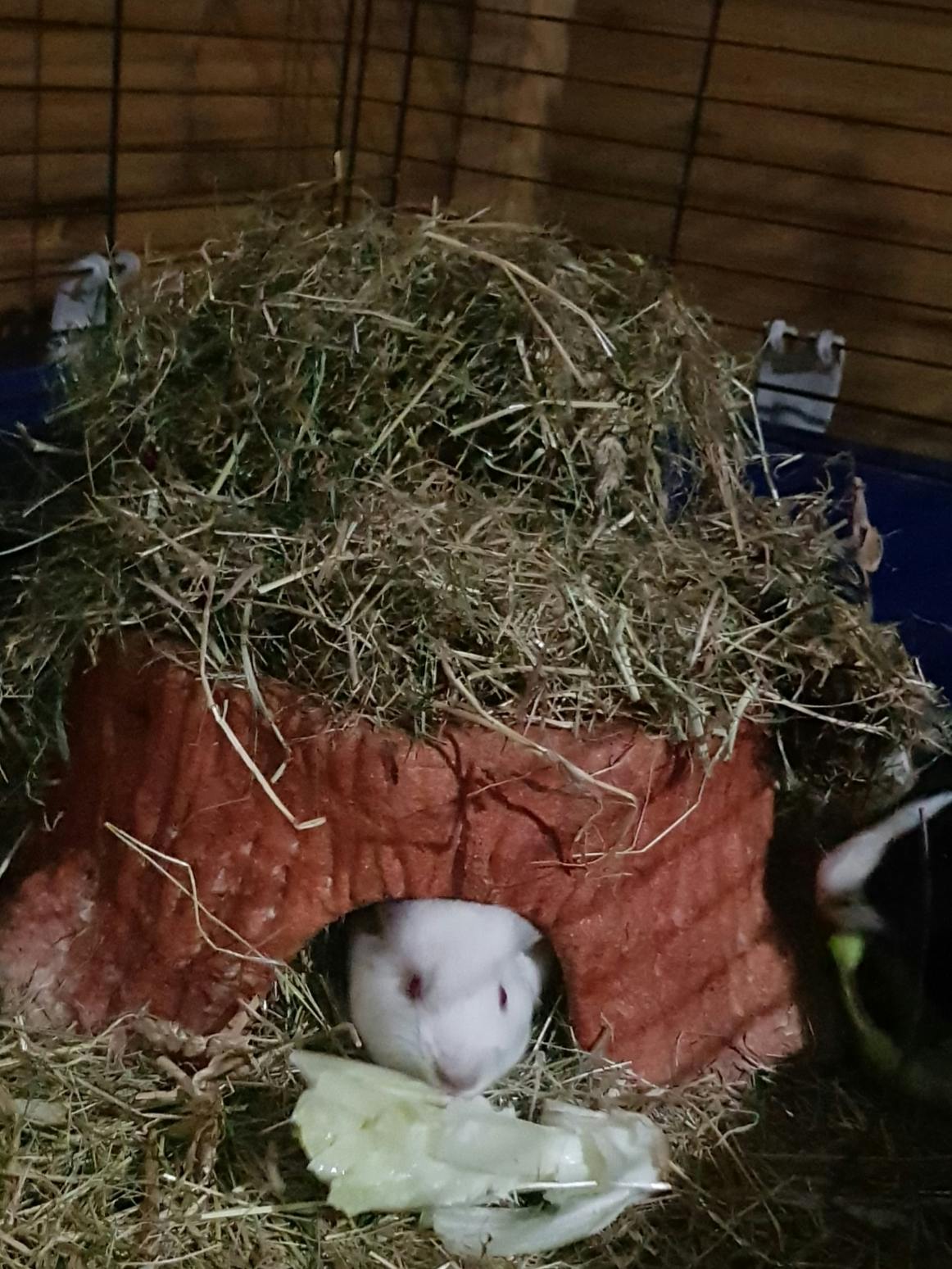 user avatar image for Dimpf