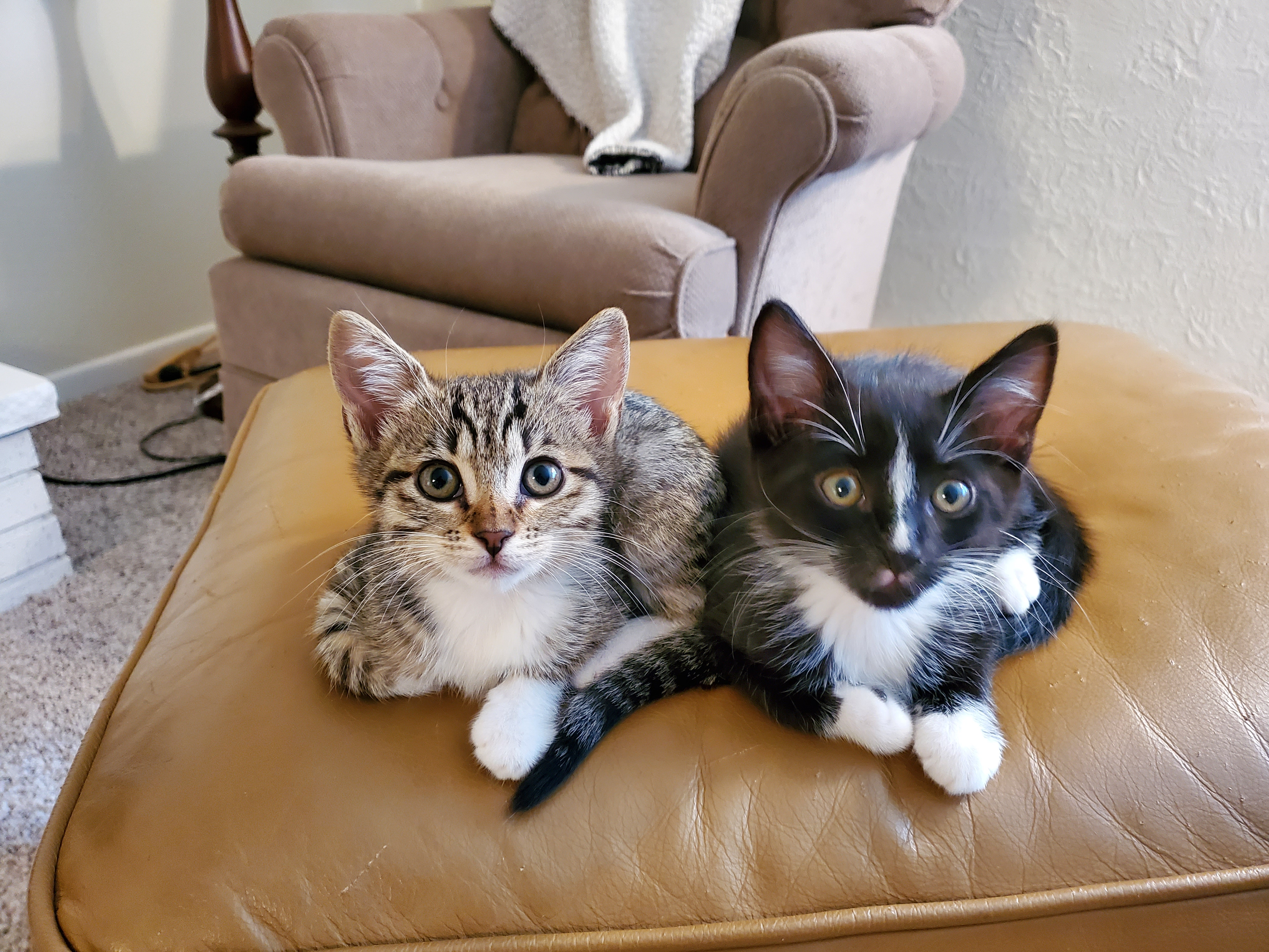 user avatar image for Orcatiel