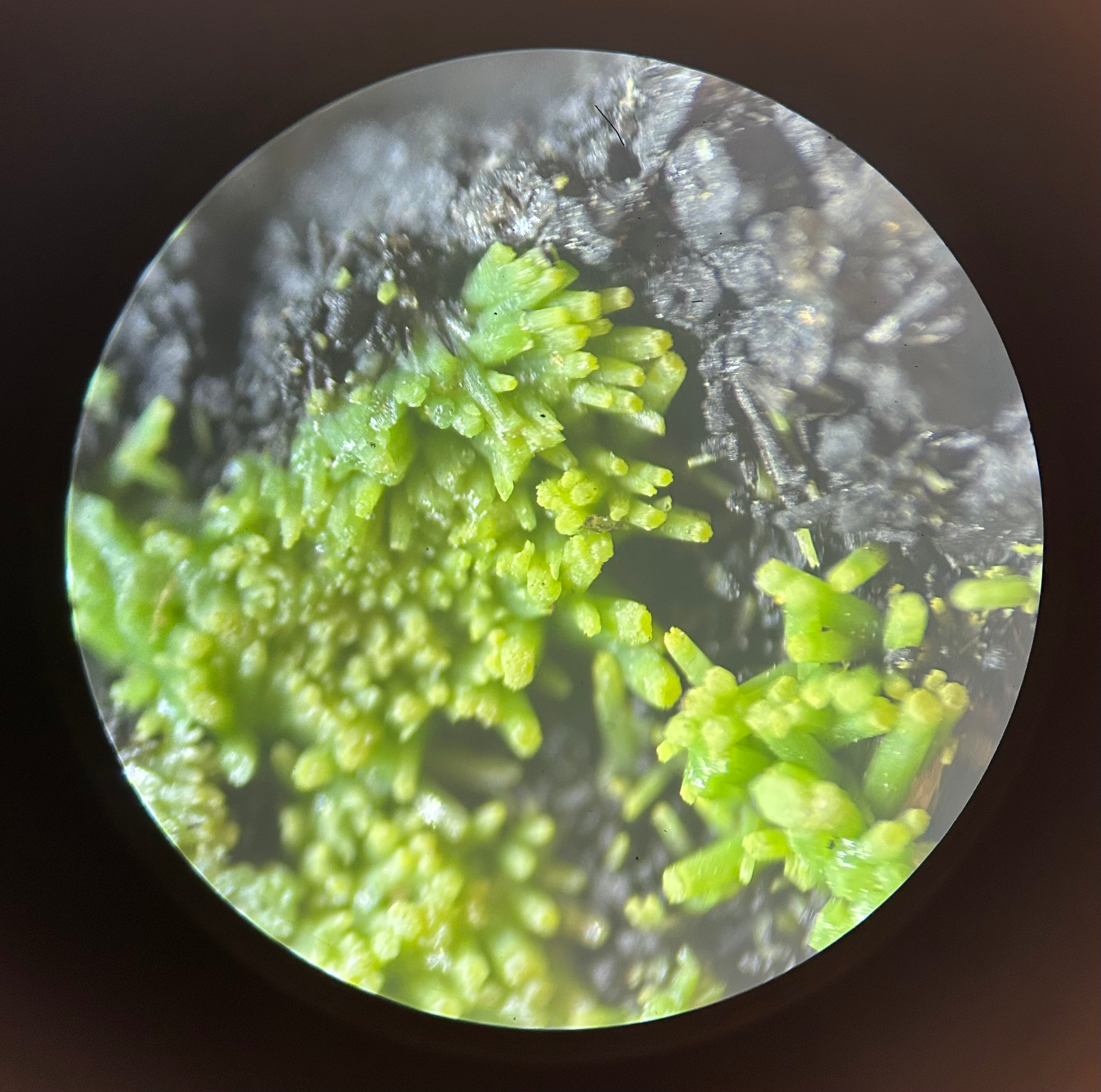 user avatar image for SapTree