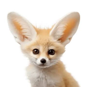 user avatar image for FennecJG
