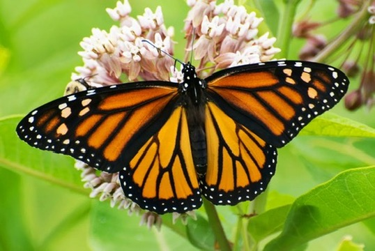 Monarch Butterfly