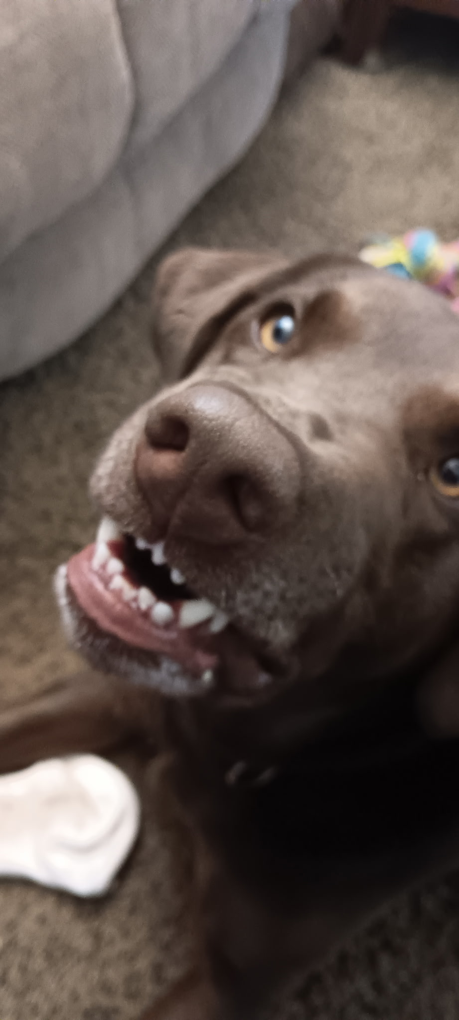 user avatar image for Postal Pupper