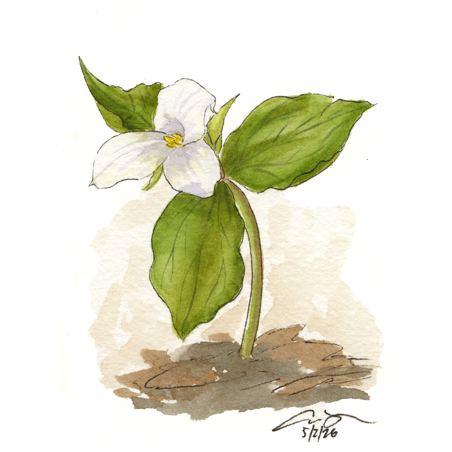 White Trillium