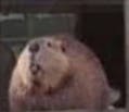 user avatar image for Datboineverdied