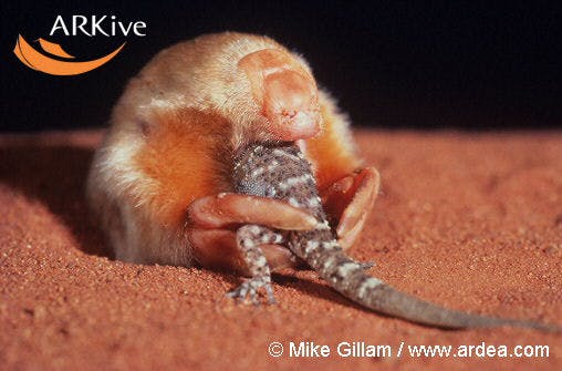 user avatar image for Danny Oz