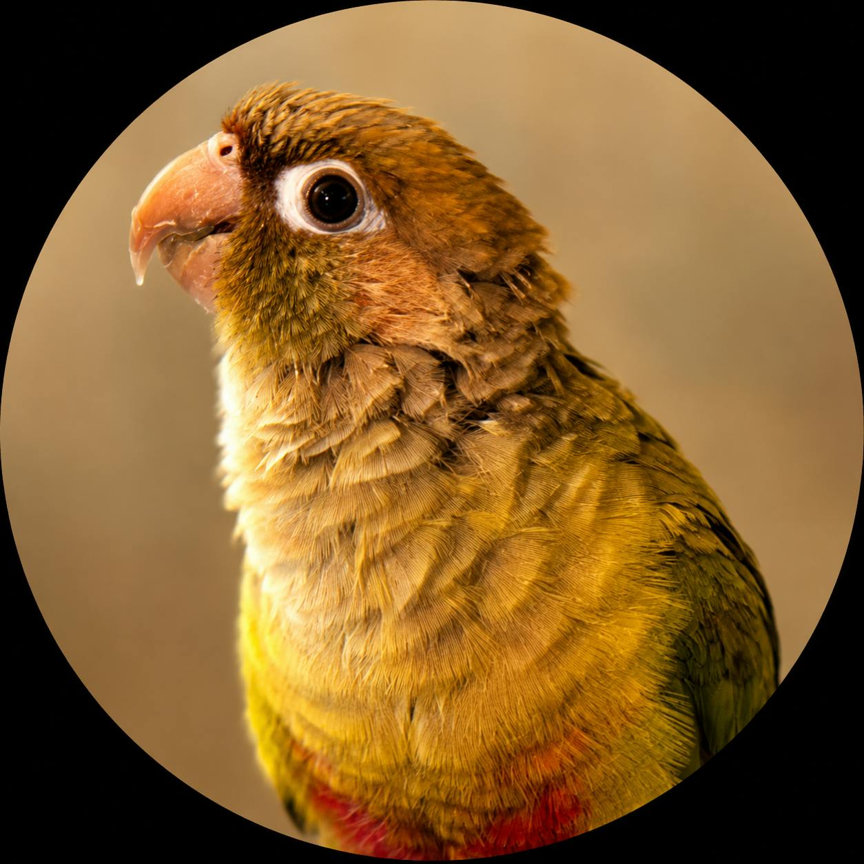 user avatar image for Conure1212