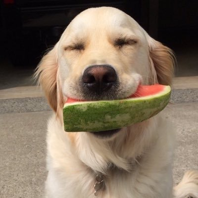user avatar image for GeneticSloth 