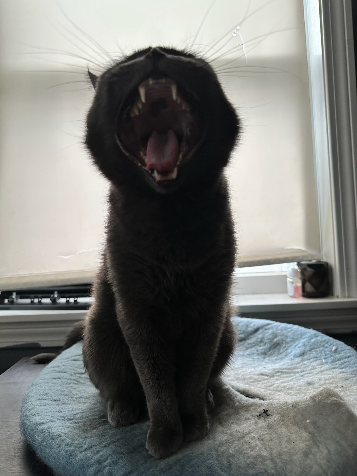 user avatar image for caelin vannelli 