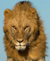 user avatar image for Gordon Brown