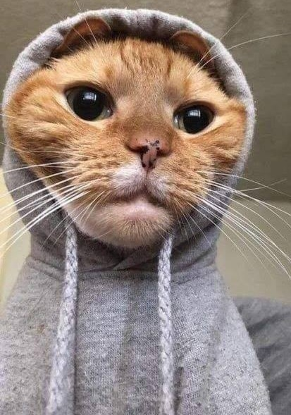 user avatar image for MolotovDojoRat