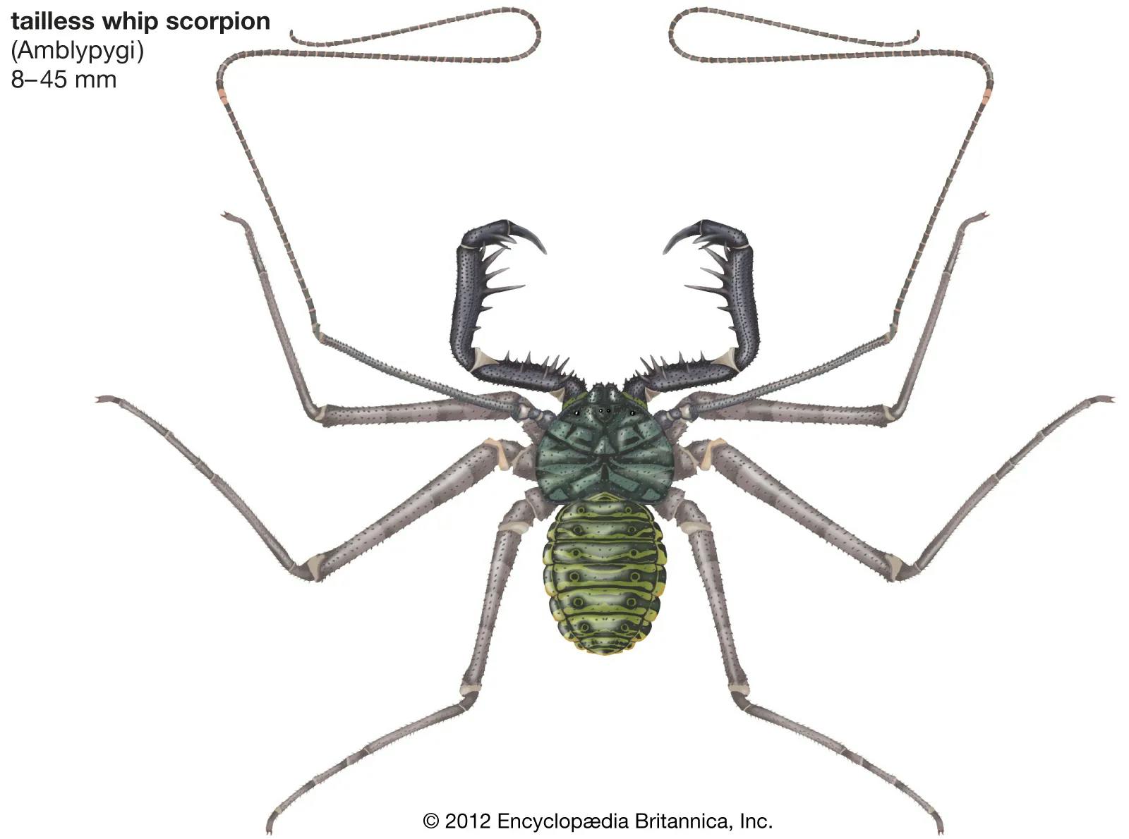 Tailless whip scorpion