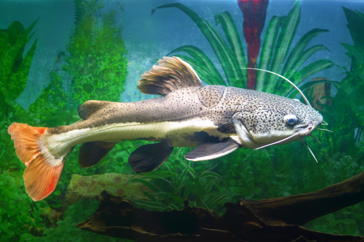 Redtail catfish