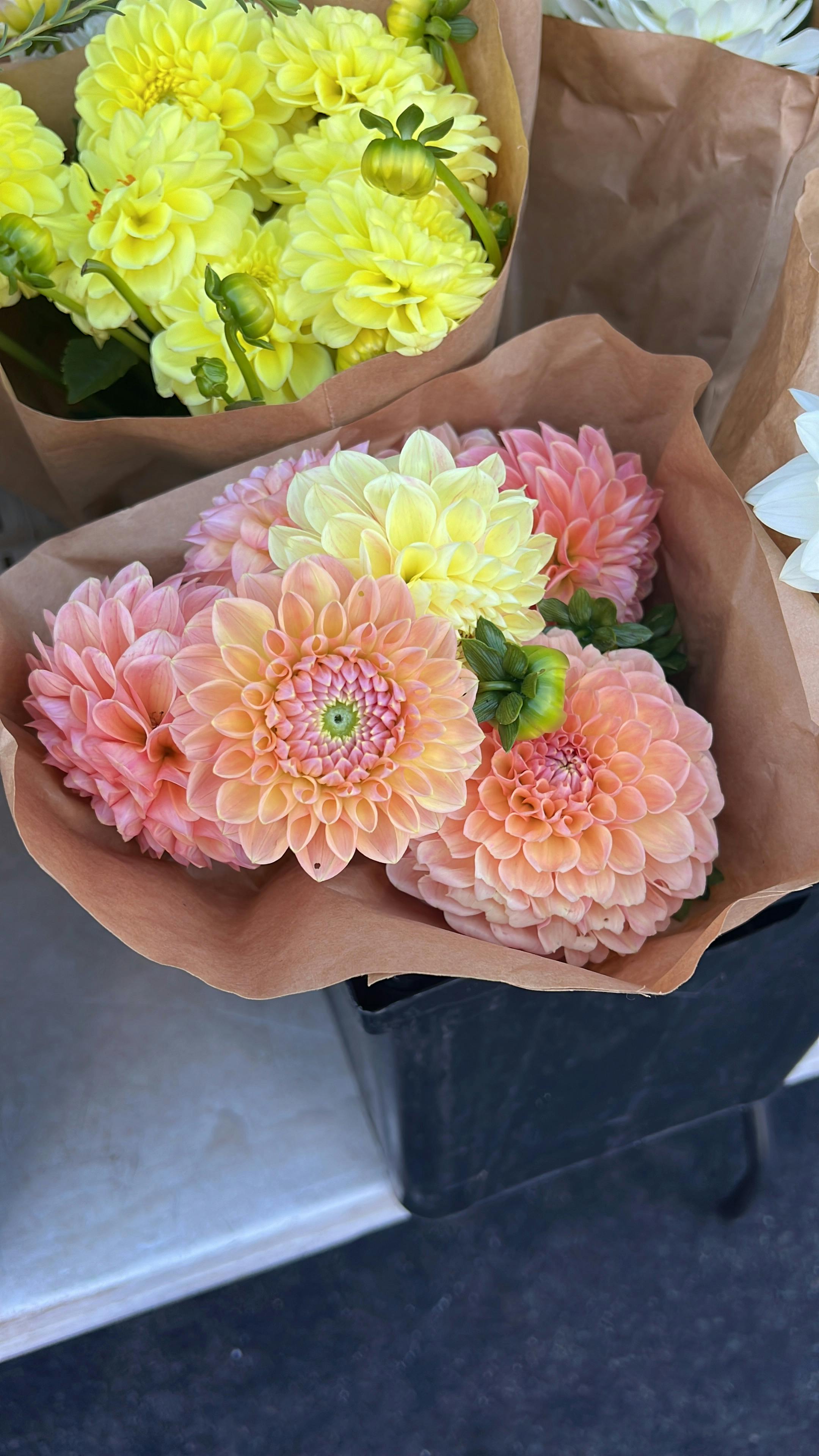 user avatar image for Luciana Pous