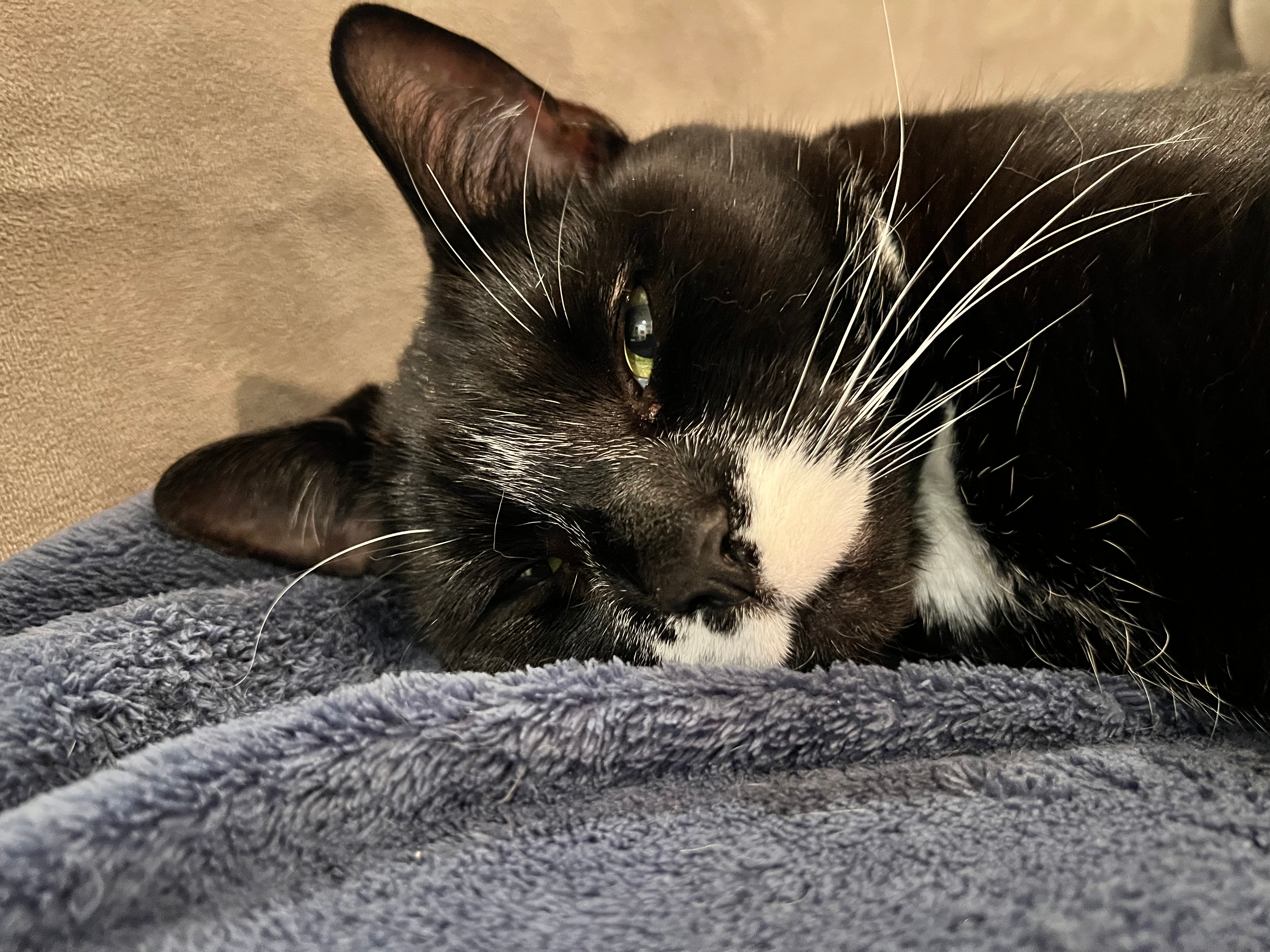 user avatar image for Carson Davis 