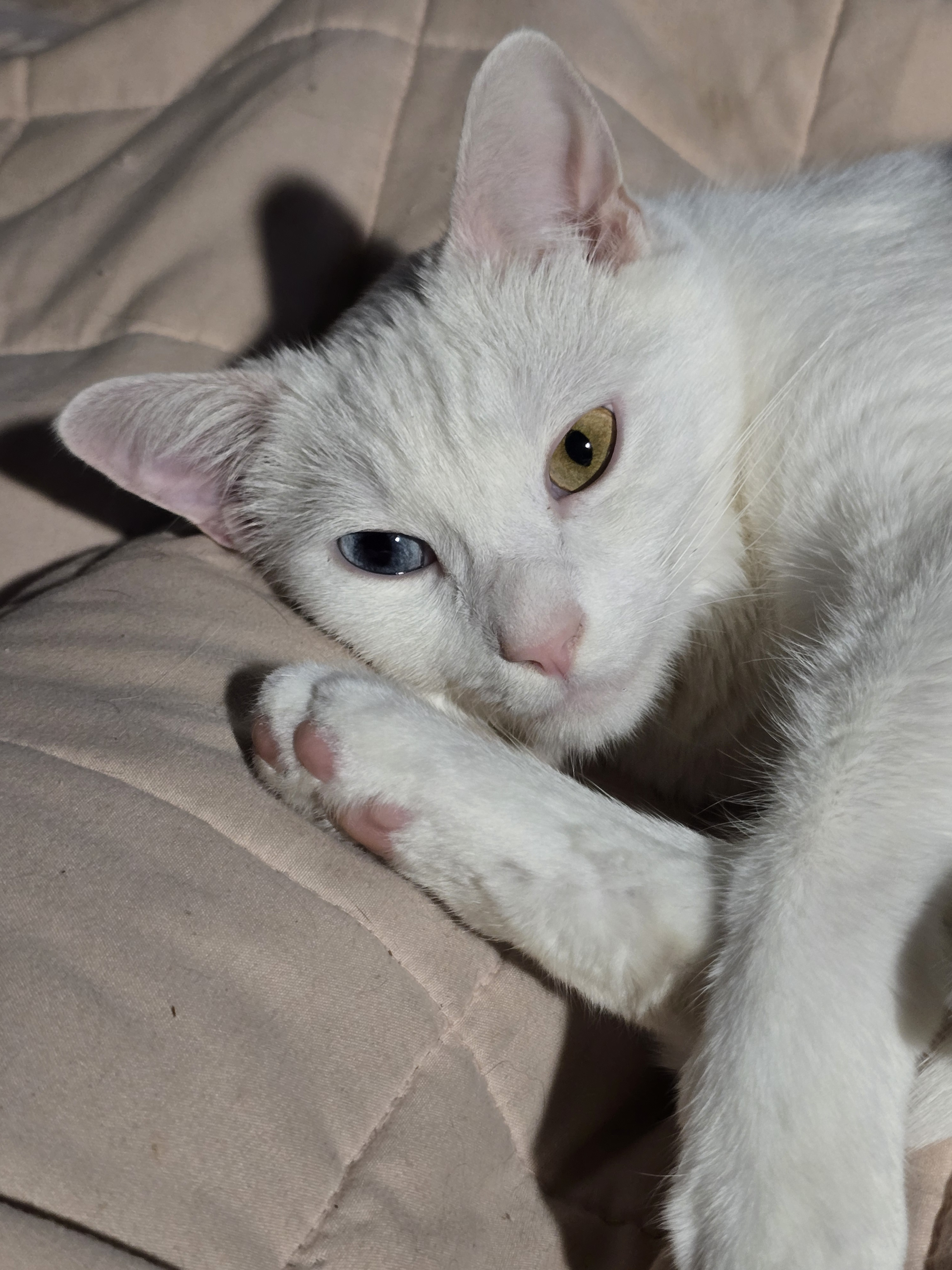 user avatar image for Amber Harbert