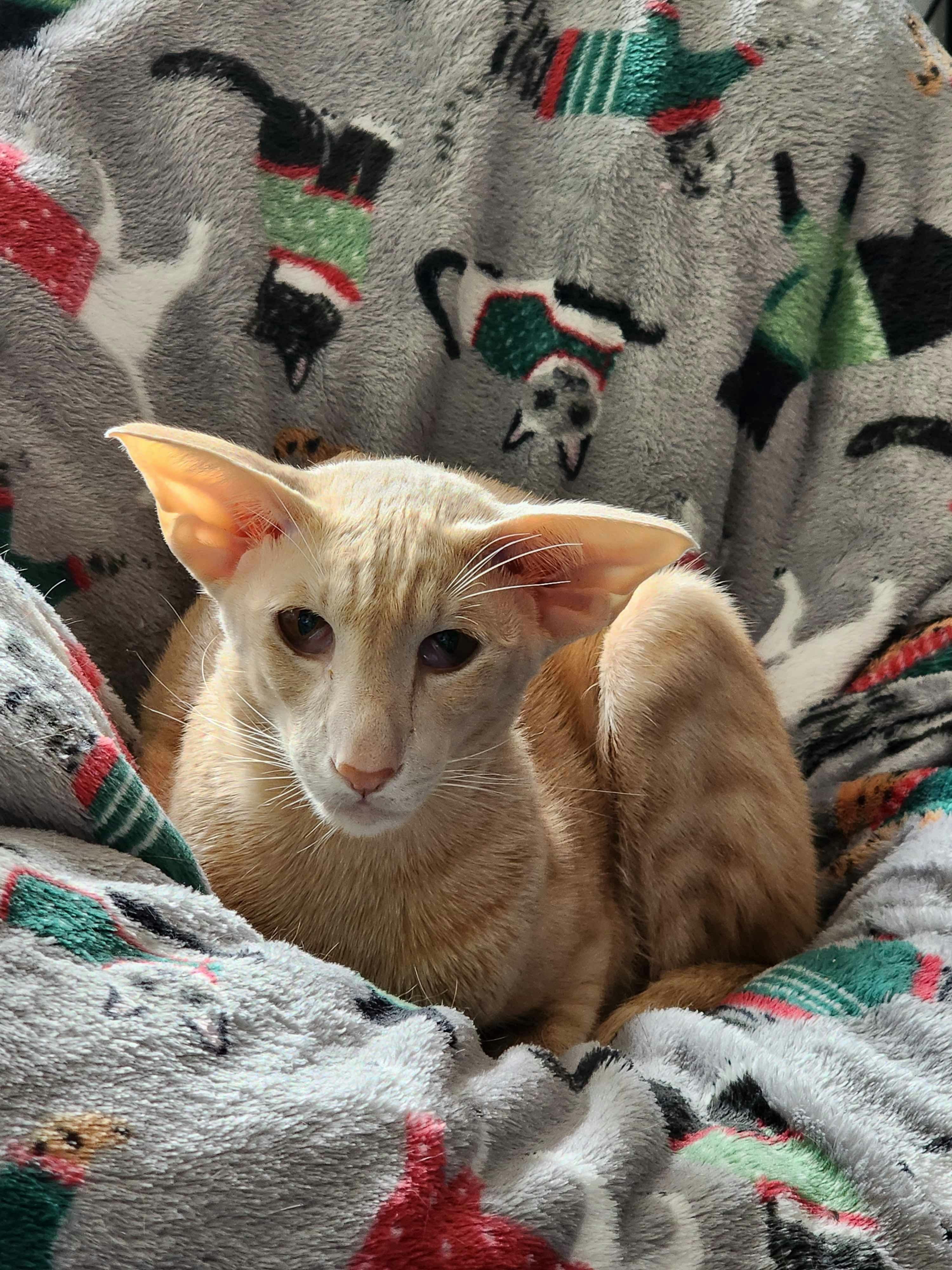 user avatar image for Sparks