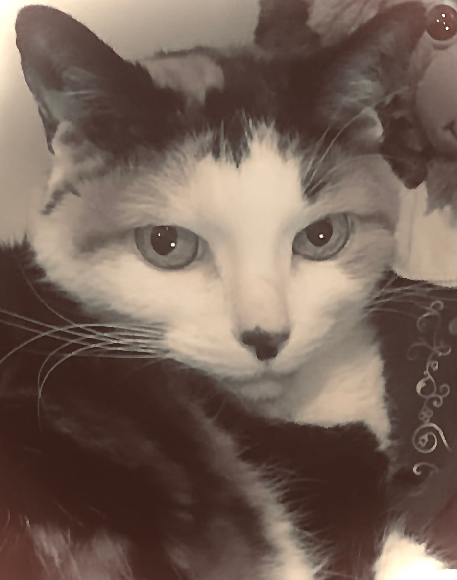 user avatar image for Chelsea