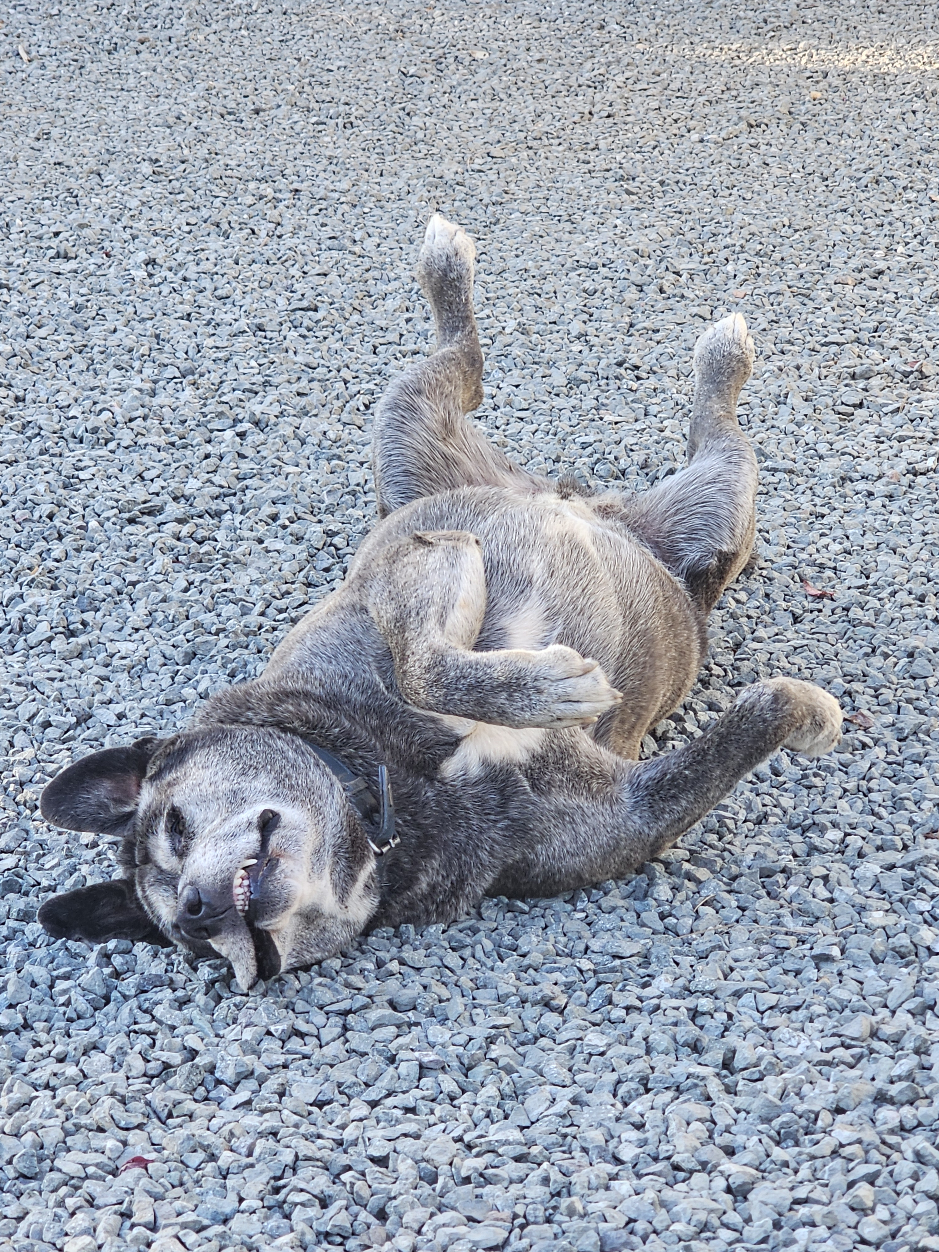 user avatar image for Daylen Roberts