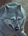 user avatar image for AntiJima