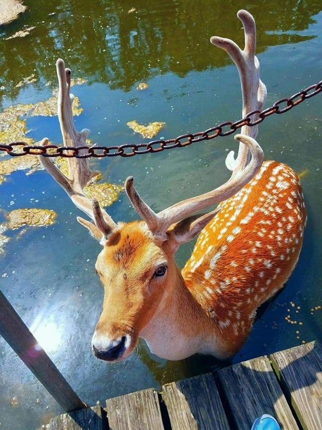 user avatar image for Ferabird