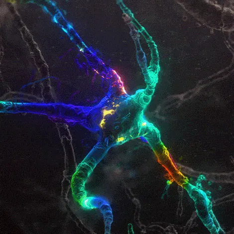 user avatar image for Synaptic Acid