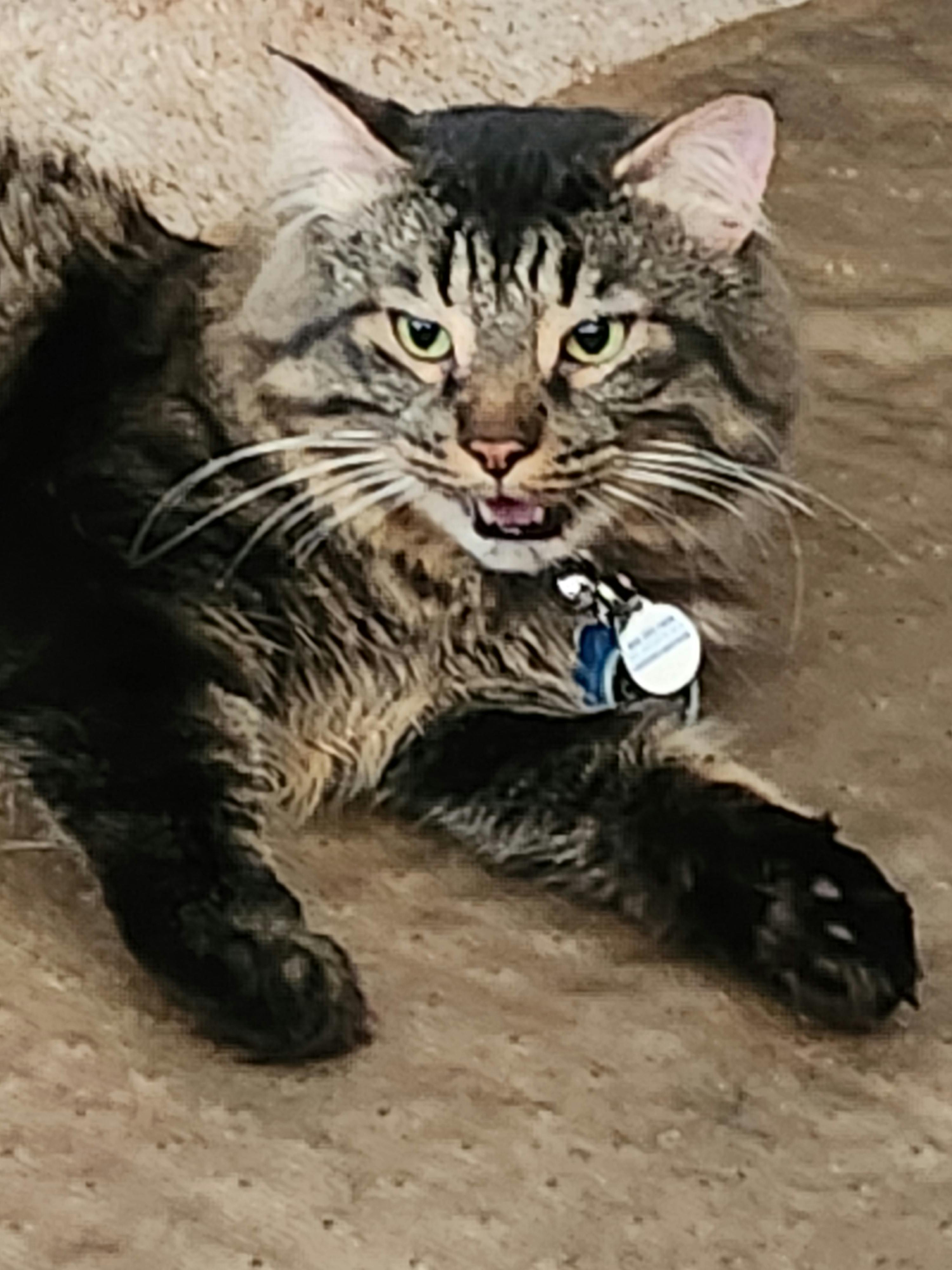 user avatar image for Lucien Taylor 