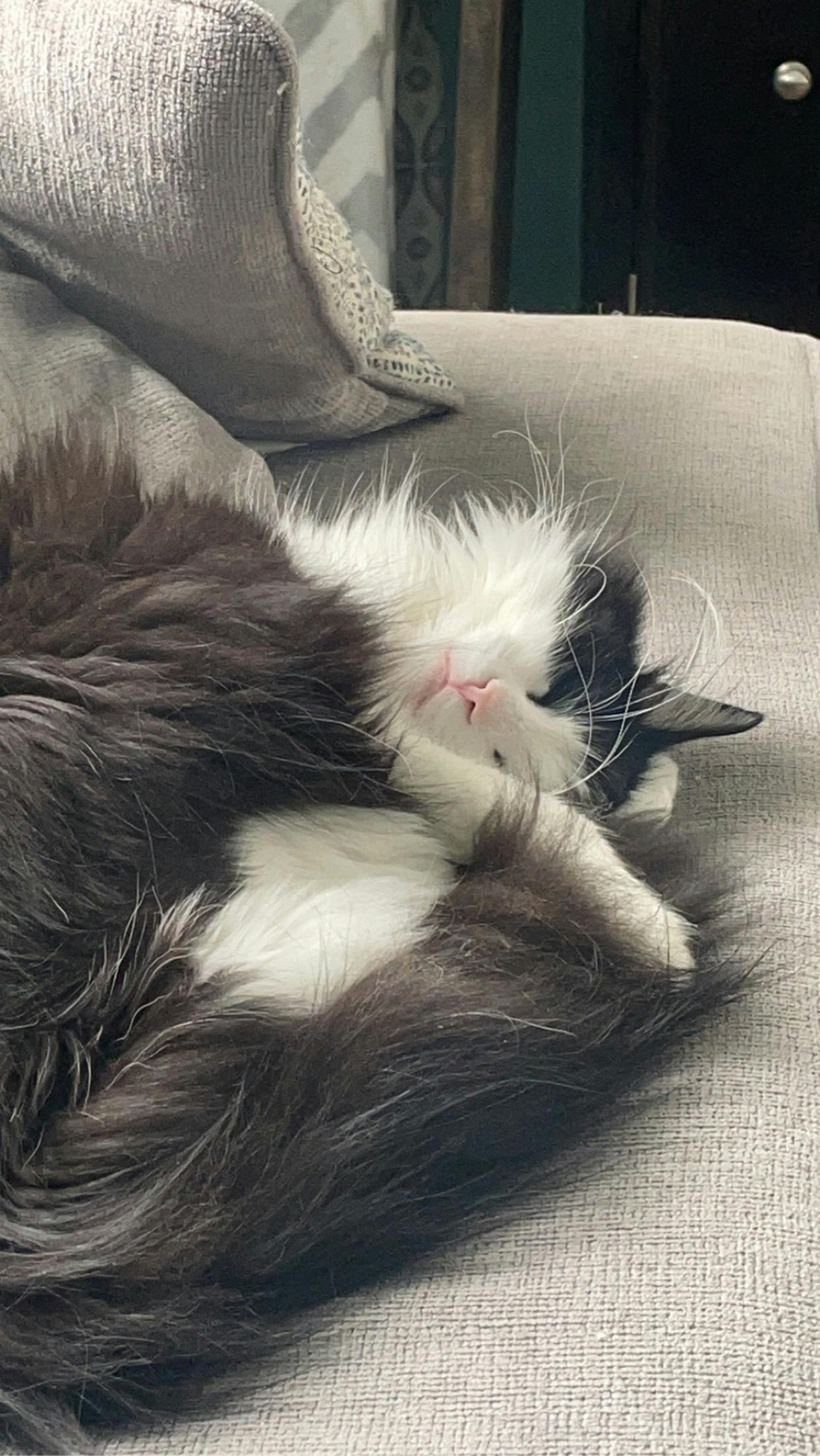 user avatar image for Calla