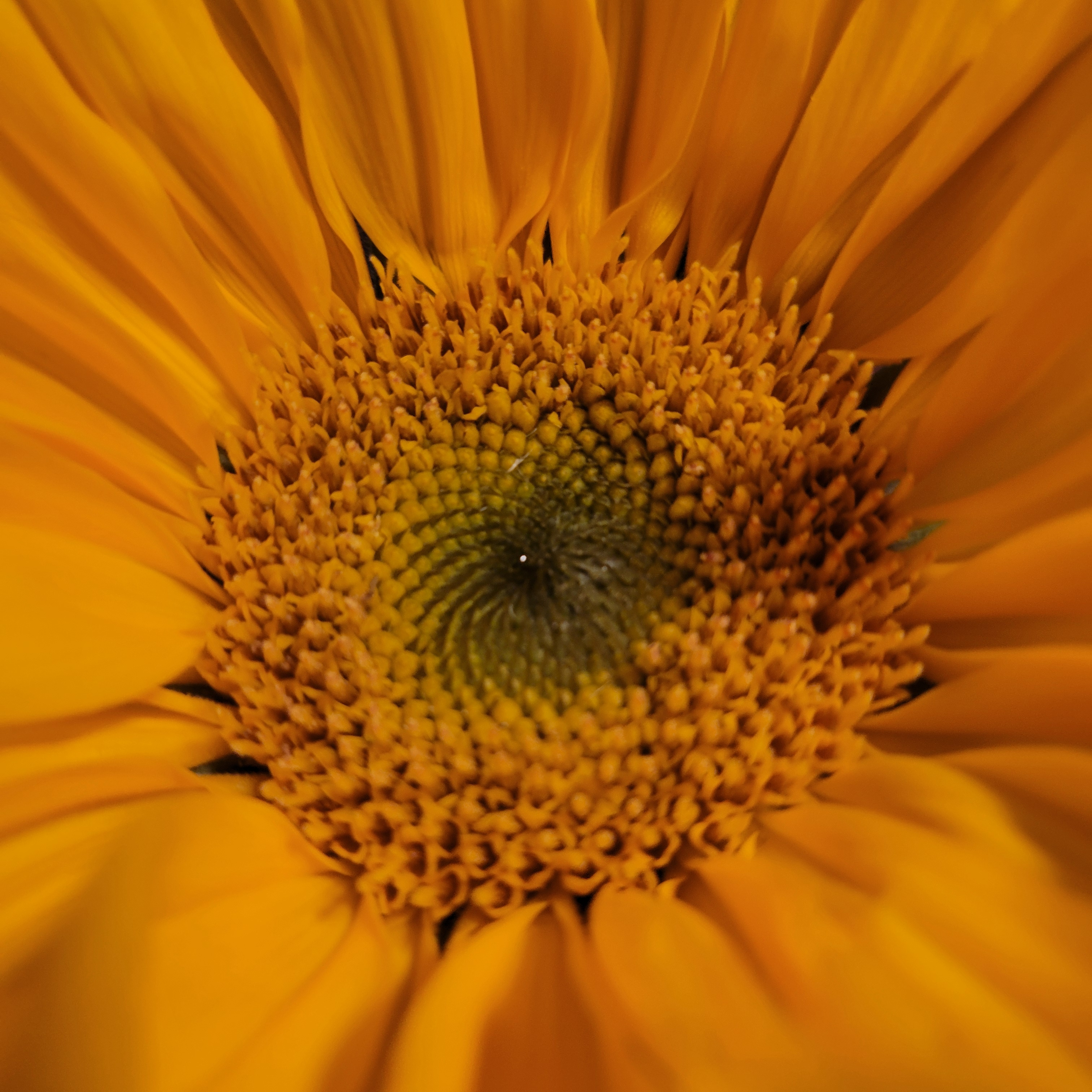 user avatar image for Nonokins