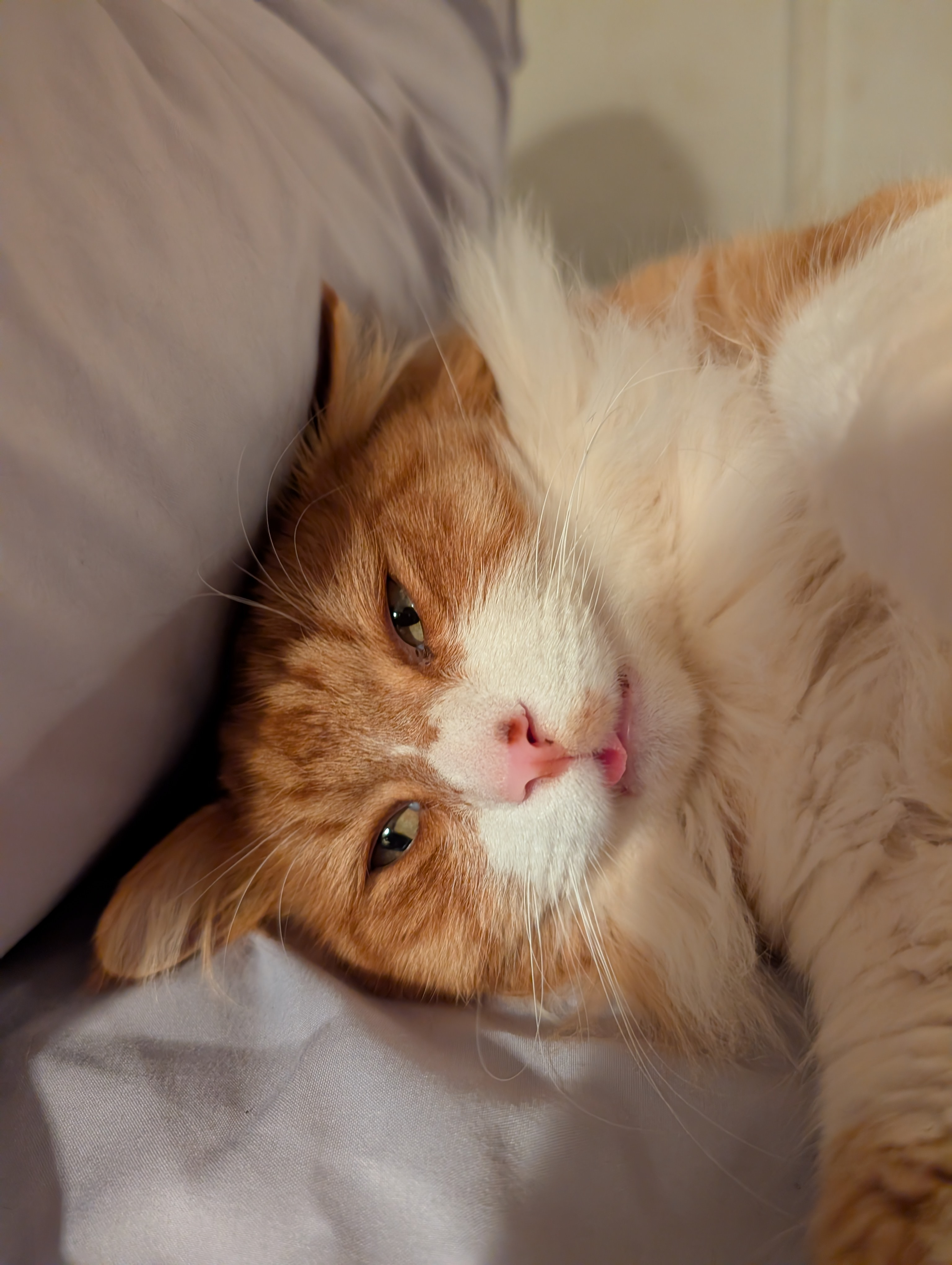 user avatar image for Kiracat