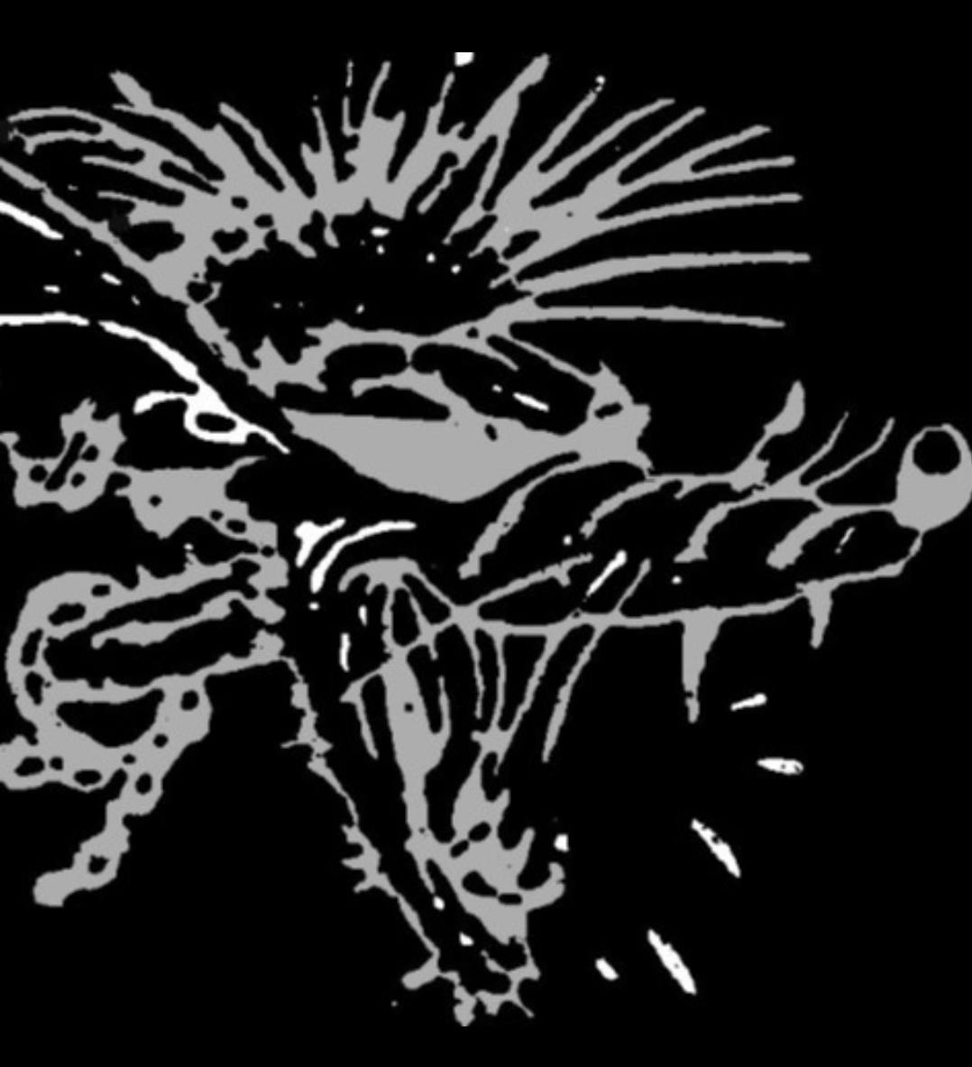 user avatar image for wizz