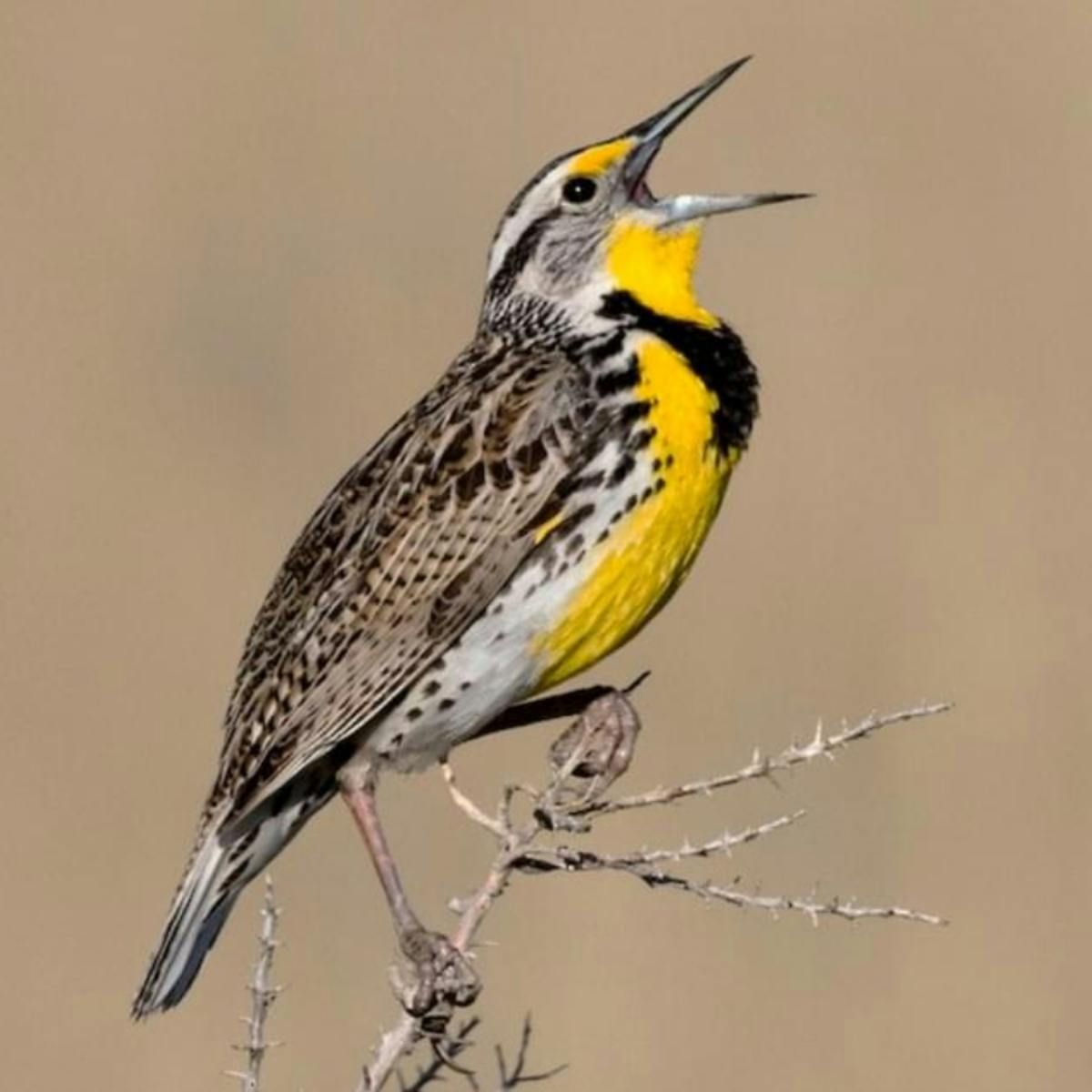 Western Meadowlark