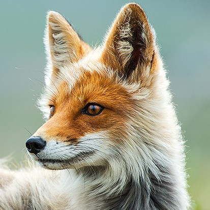 user avatar image for vbfox