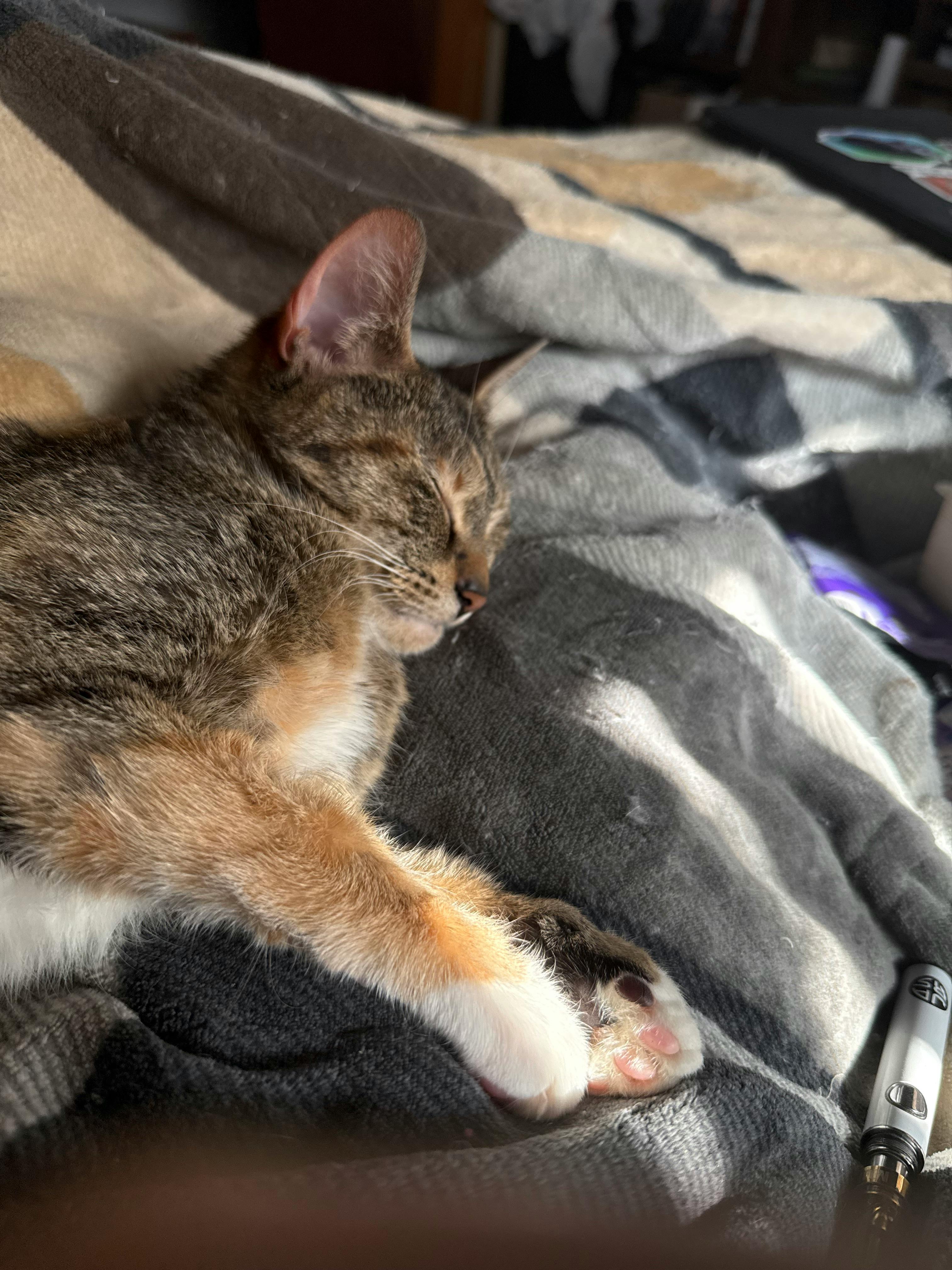 user avatar image for OrelindeAmandil