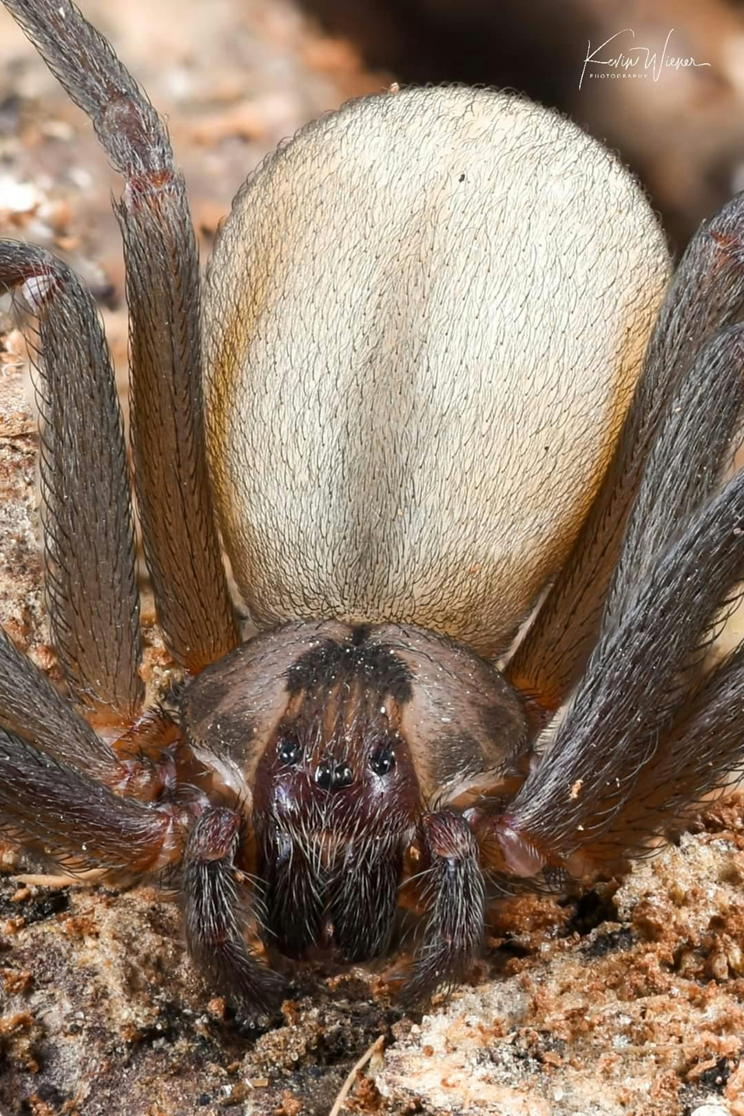 user avatar image for Joseph Delcomte