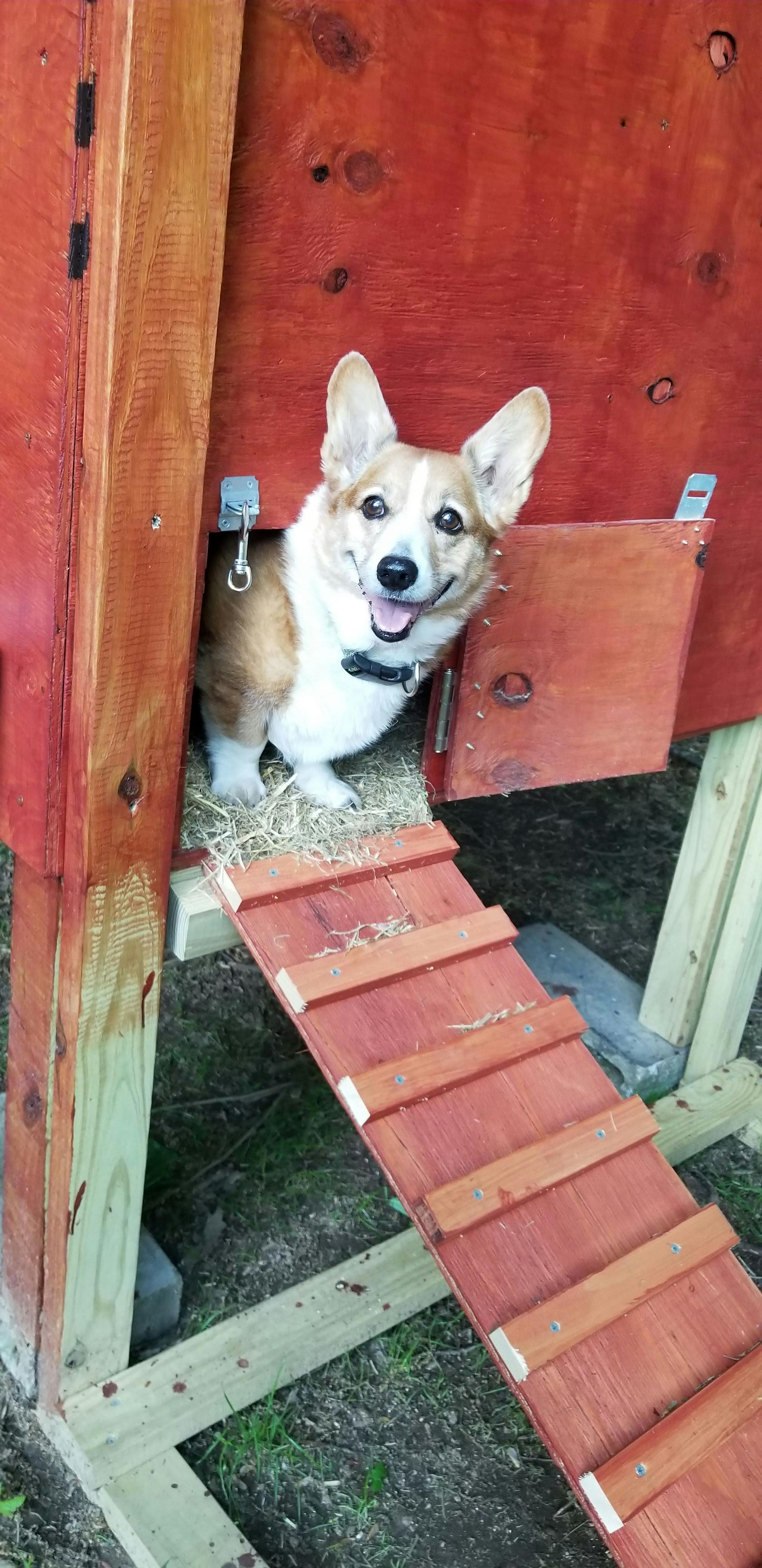 user avatar image for RogueCorgi