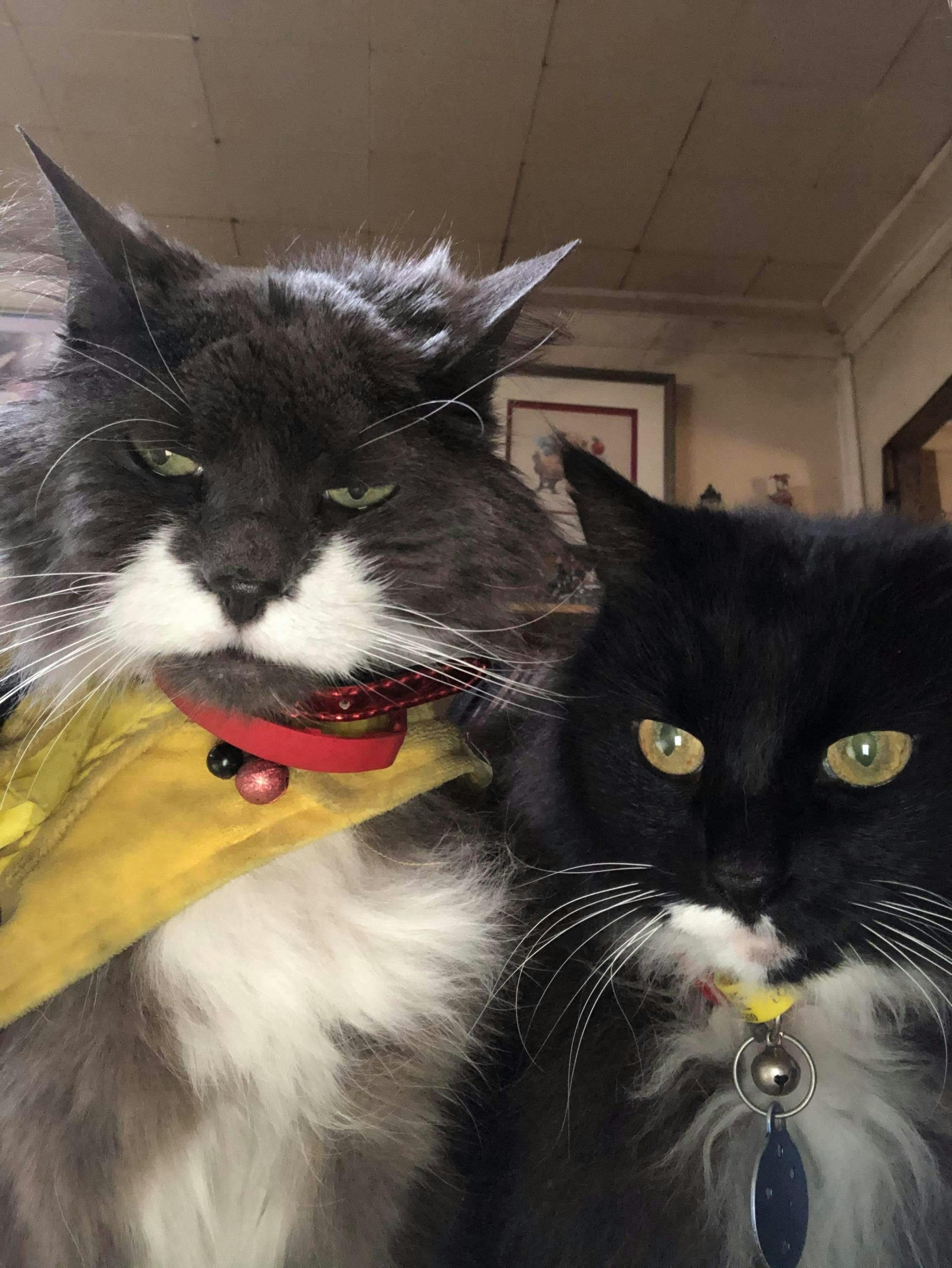 user avatar image for Kanameii