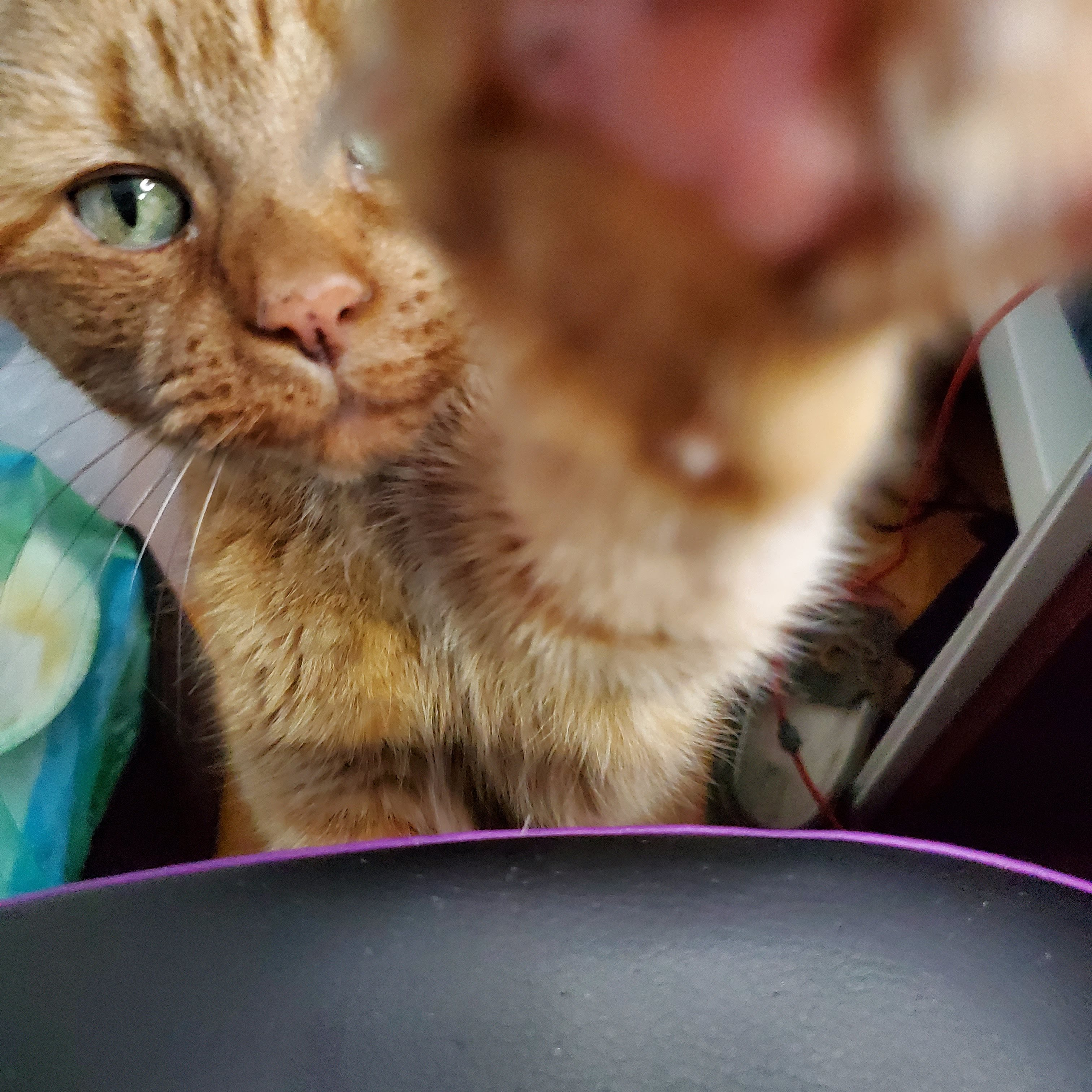 Paw