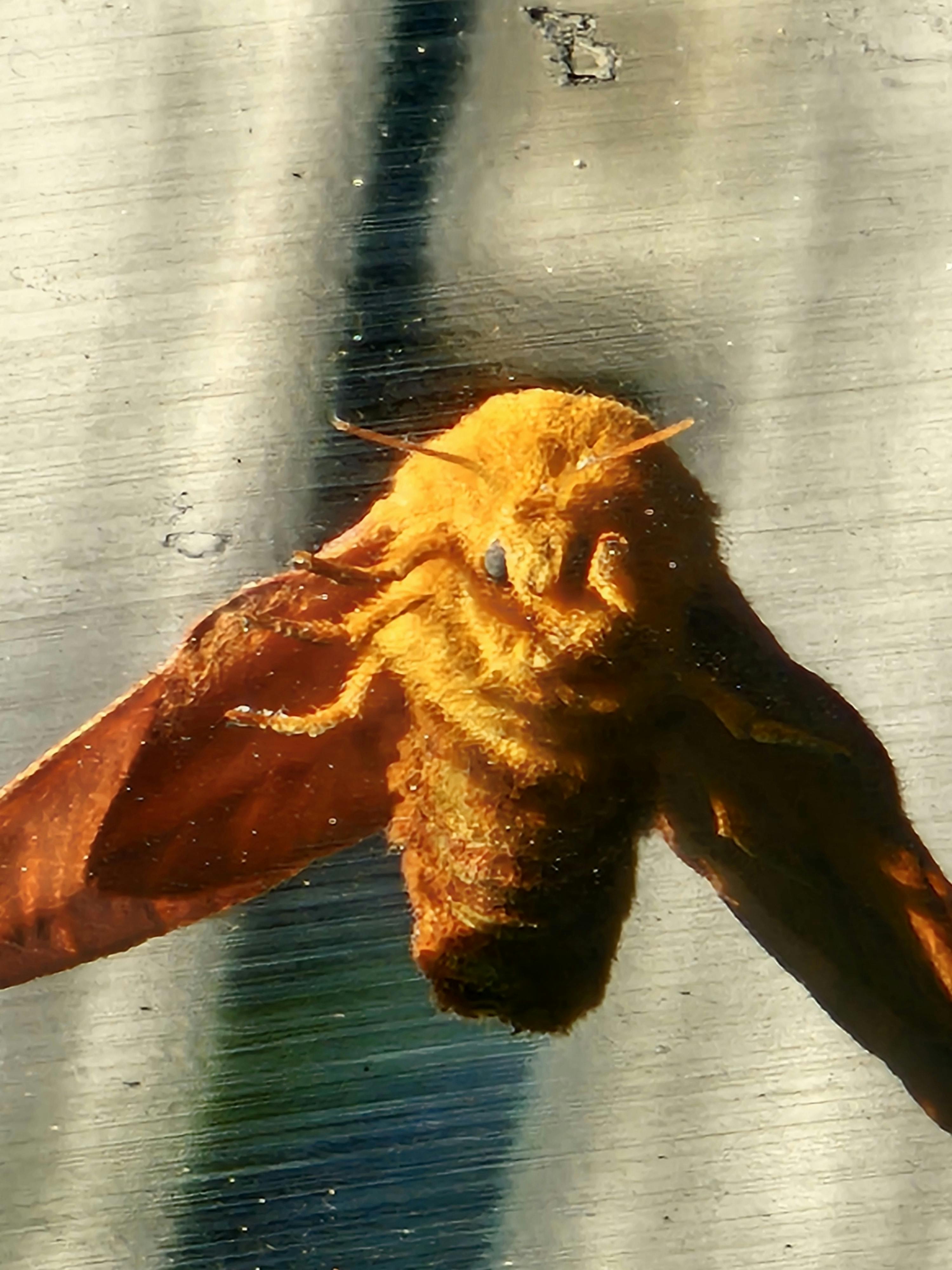 user avatar image for Gamsa