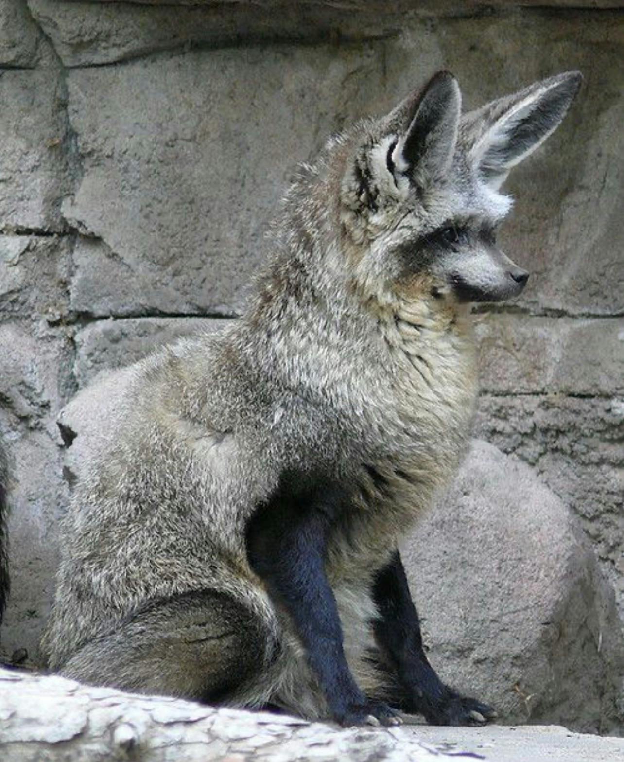 user avatar image for Sonar_The_Fox
