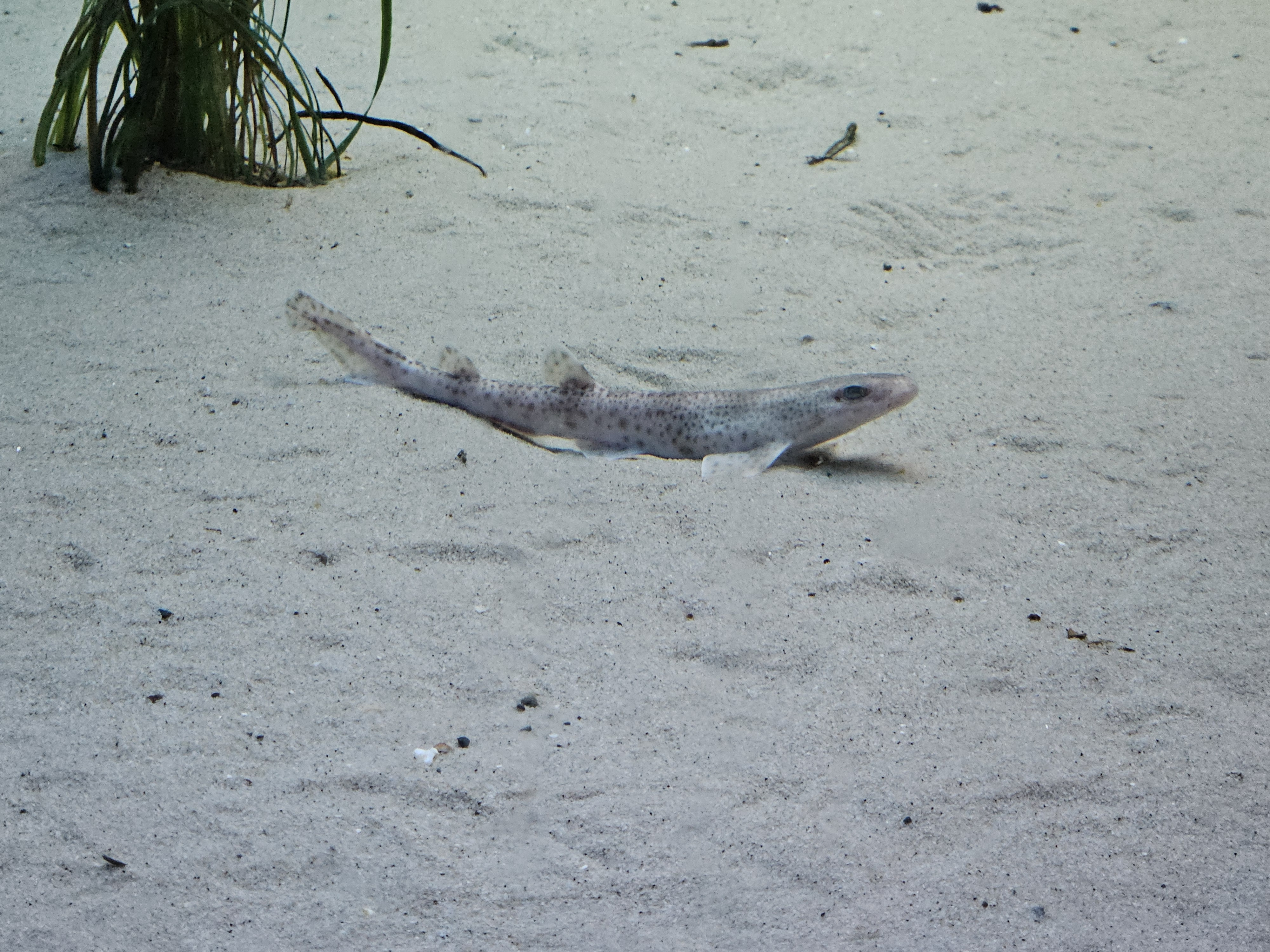 user avatar image for Tremira