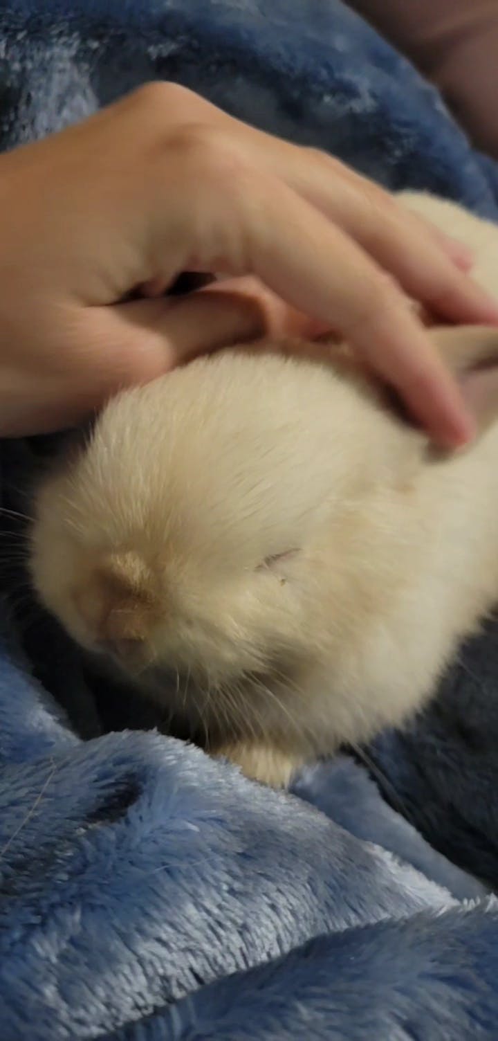 user avatar image for OmetochtliArt