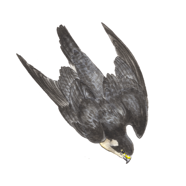 Peregrine Falcon
