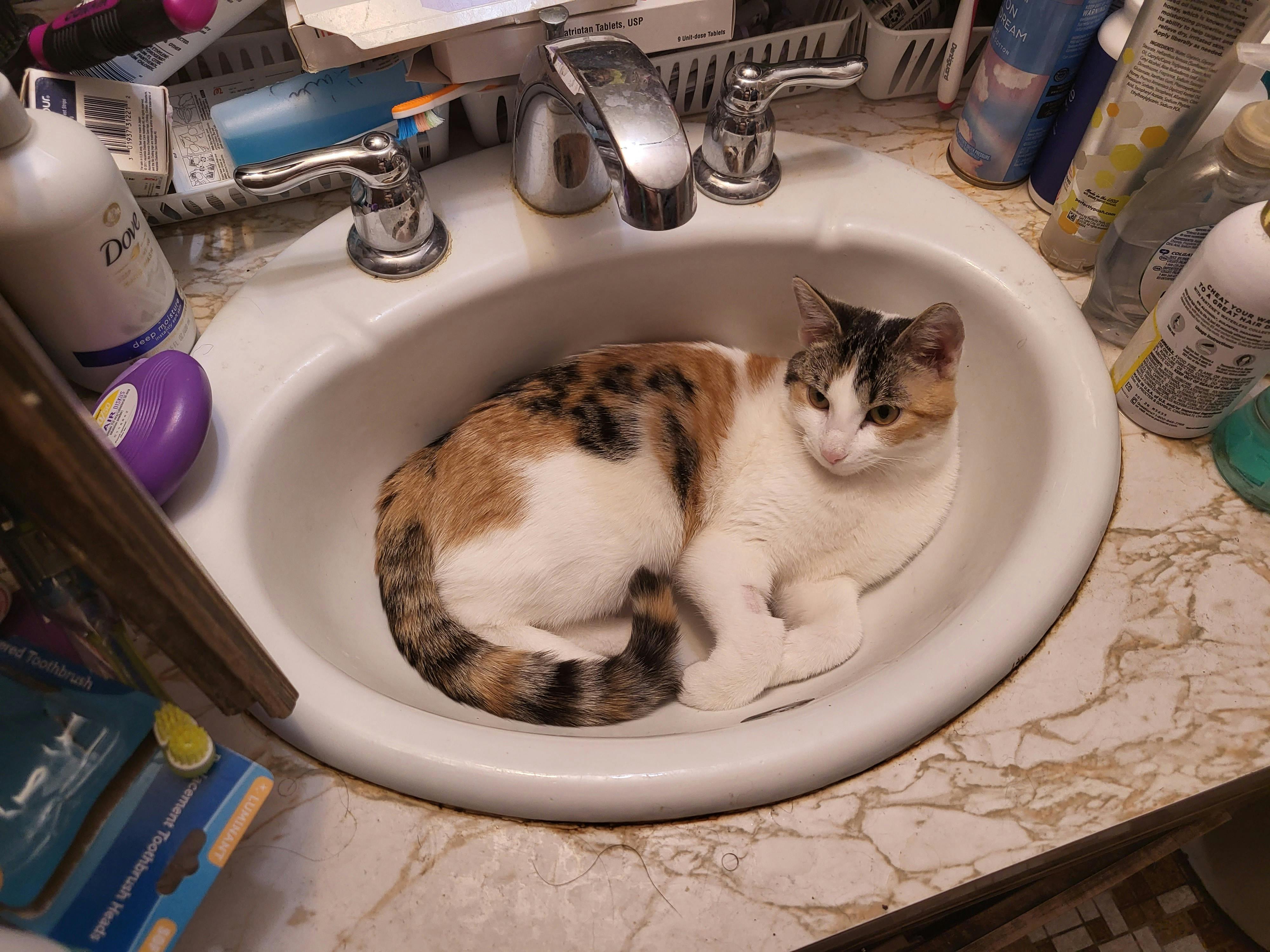 user avatar image for Phoenix 