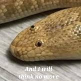 user avatar image for Mewens