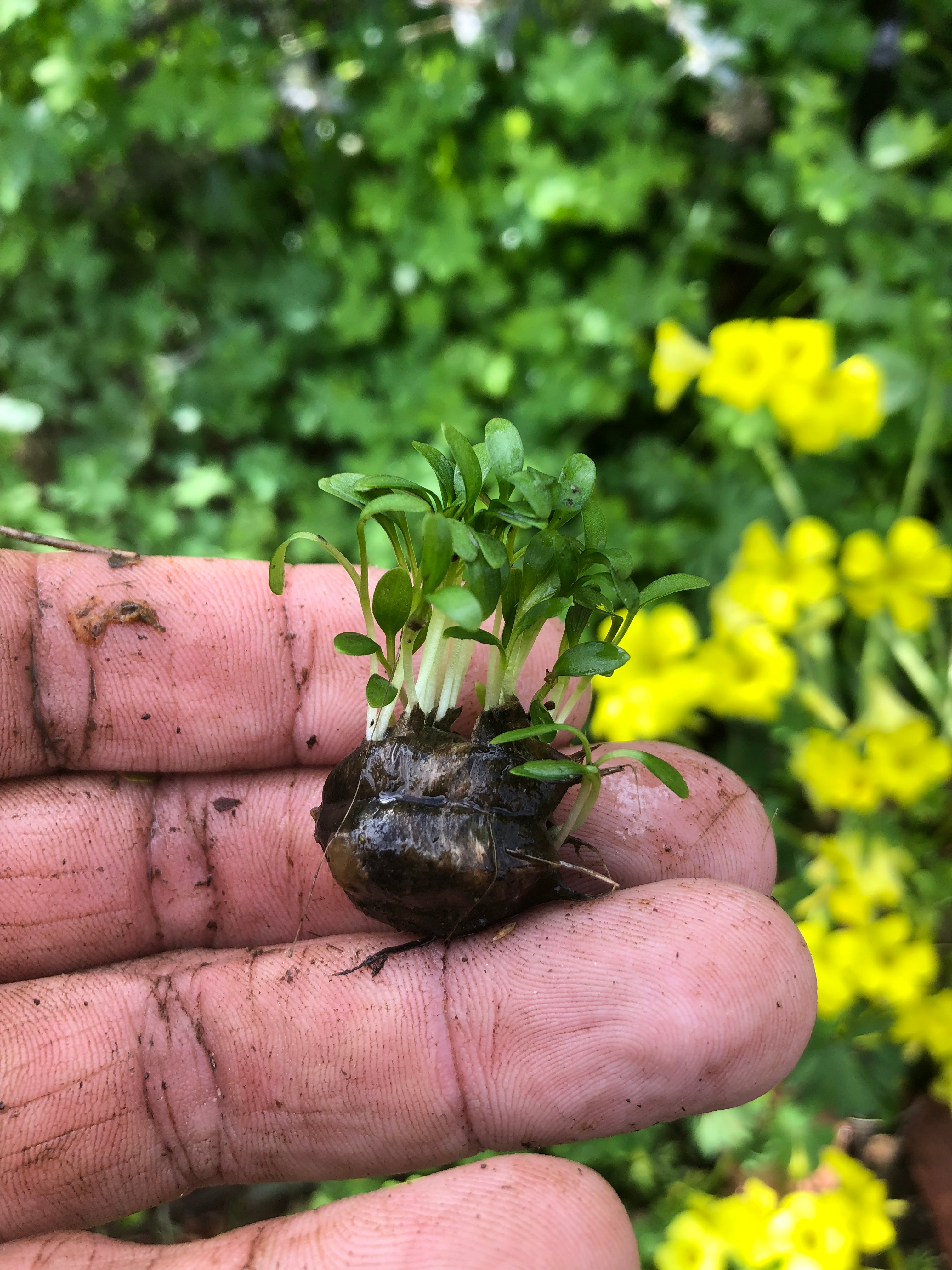 user avatar image for Gopher God